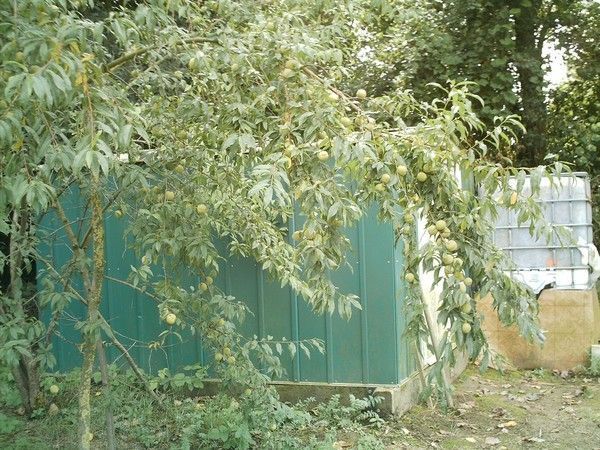 Mon jardin