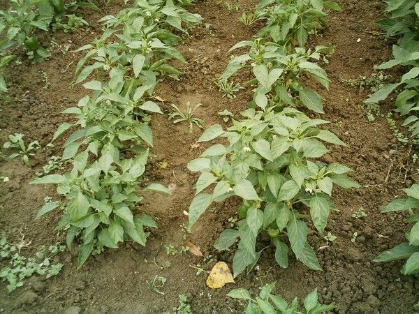 Mon jardin